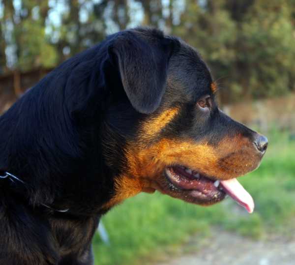 Hilary de rottweiler de bedia