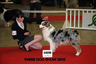 Blue Mountain Kennel - PARIS DOG SHOW 2010