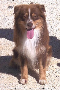 SR Tucker Red  de l'Orée des charmois