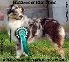CH. Desperado of Benito Farm