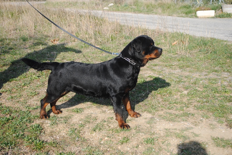 Chiva du Clan des Bouviers de Rottweil