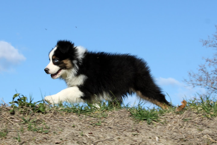 Heart blue eye of Benito Farm