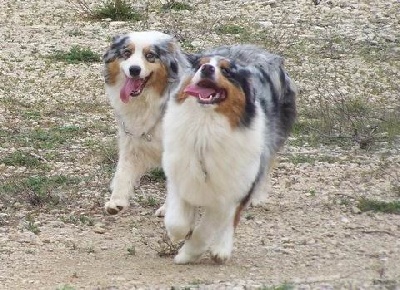 Blue Mountain Kennel